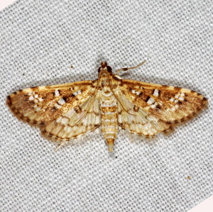 5151 Samea multiplicalis, Salvinia Stem-borer Moth