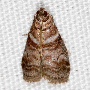 5802 Sciota uvinella, Sweetgum Leafroller Moth