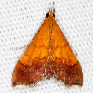 5040 Pyrausta bicoloralis, Bicolored Pyrausta Moth