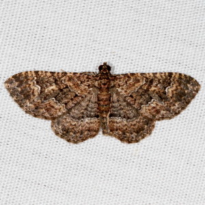 7417 Disclisioprocta stellata, Somber Carpet Moth