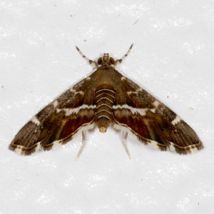 5169 Hymenia perspectalis, Spotted Beet Webworm Moth
