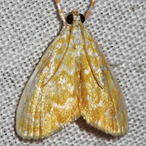 4869 Glaphyria glaphyralis, Common Glaphyria Moth