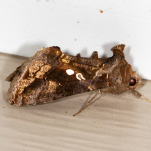 8890 Chrysodeixis includens, Soybean Looper Moth