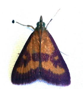 5070 Pyrausta laticlavia, Southern Purple Mint Moth