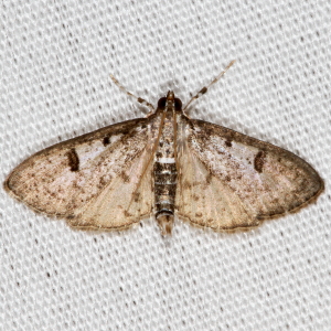 5223 Palpita illibalis, Inkblot Palpita Moth