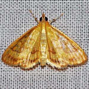 4945 Crocidophora tuberculalis, Pale-winged Crocidiphora Moth