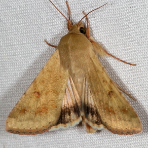 11068 Helicoverpa zea, Corn Earworm Moth