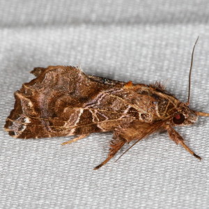 9630 Callopistria floridensis, Florida Fern Moth