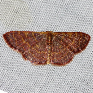7173 Leptostales pannaria, Pannaria Wave Moth