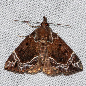 8445 Hypena abalienalis, White-lined Bomolocha Moth