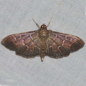 5212 Omiodes indicata, Bean-leaf Webworm Moth