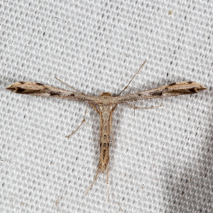 6160 Adaina ambrosiae, Ambrosia Plume Moth