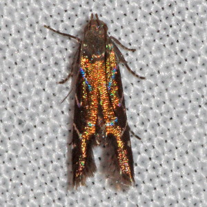 2253 Strobisia iridipennella, Iridescent Strobisia Moth