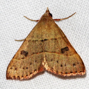 8471 Hemeroplanis habitalis, Black-dotted Hemeroplanis Moth