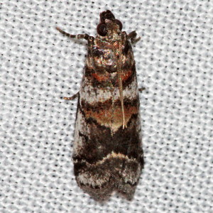5651 Acrobasis indigenella, Leaf Crumpler Moth