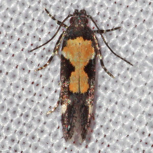 2209 Stegasta bosqueella, Red-necked Peanutworm Moth