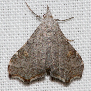 8400 Redectis pygmaea, Pygmy Redectis Moth