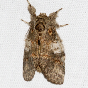 7920 Peridea angulosa, Angulose Prominent Moth