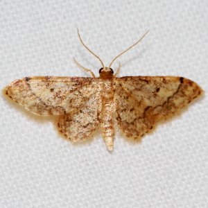 7108 Idaea furciferata, Notch-winged Wave Moth