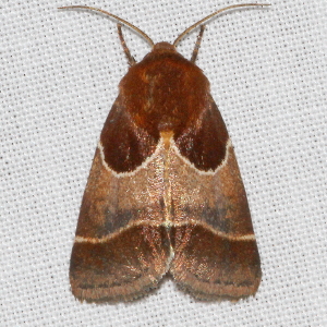 11128 Schinia arcigera, Arcigera Flower Moth