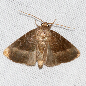9720 Ogdoconta cinereola, Common Pinkband Moth