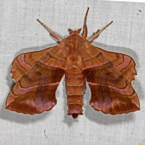 7827 Amorpha juglandis, Walnut Sphinx Moth