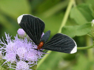 Melanchroia chephise, White-tipped Black Moth 6616