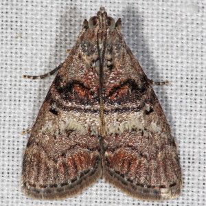 5606 Pococera asperatella, Maple Webworm Moth