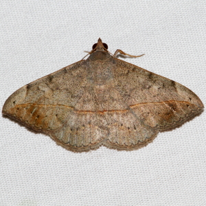 8574 Anticarsia gemmatalis, Velvetbean Caterpillar Moth