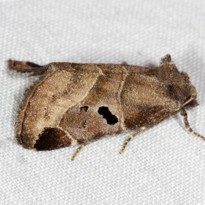 9754 Plagiomimicus pityochromus, Black-barred Brown Moth