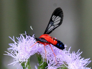 Cosmosoma myrodora, Scarlet-bodied Wasp Moth