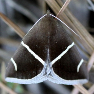 Argyrostrotis anilis, Short-lined Chocolate Moth