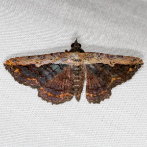8658 Selenisa sueroides, Pale-edged Selenisa Moth