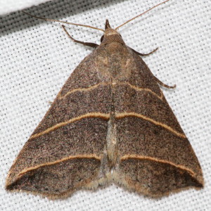 8411 Colobochyla interpuncta, Yellow-lined Owlet Moth