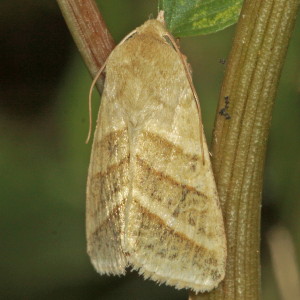 11071 Heliothis virescens, Tobacco Budworm Moth
