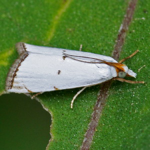 5463 Argyria lacteella, Milky Urola Moth