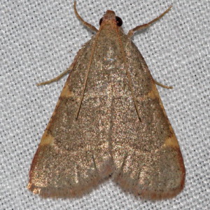 5530 Hypsopygia binodulalis, Pink-fringed Dolichomia Moth