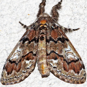 8307 Dasychira manto, Manto Tussock Moth