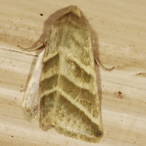 11070 Heliothis subflexa, Subflexus Straw Moth