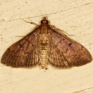 5274 Herpetogramma phaeopteralis, Dusky Herpetogramma Moth