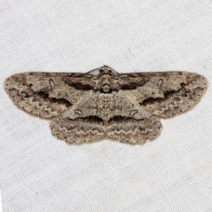 6580 Iridopsis pergracilis, Cypress Looper Moth
