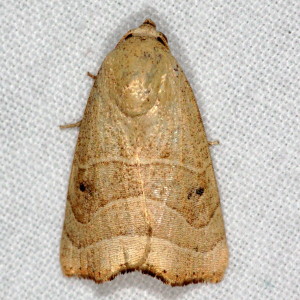 9168 Bagisara repanda, Wavy Lined Mallow Moth