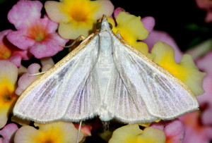 5219 Palpita kimballi Kimball's Palpita Moth