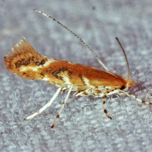 0841.97 Cameraria sp., Unidentified Cameraria Moth