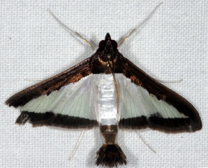 5204 Diaphania hyalinata, Melonworm Moth