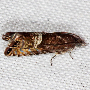 3425 Sereda tautana, Speckled Sereda Moth
