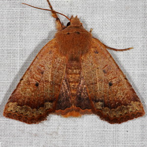 9941 Sericaglaea signata, Variable Sallow Moth