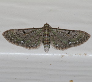 7474 Eupithecia miserulata, Common Eupithecia Moth