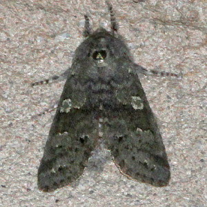 10014 Psaphida rolandi, Roland's Sallow Moth