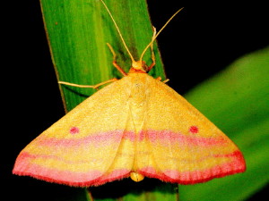 7146 Haematopis grataria  Chickweed Geometer Moth